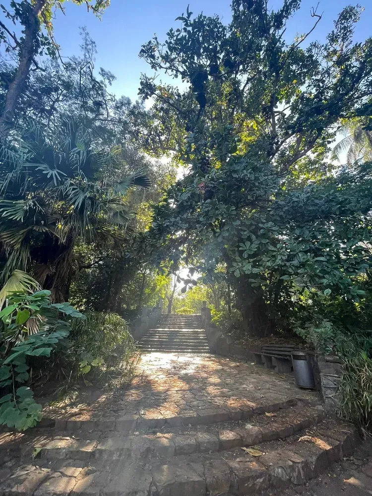O sol está brilhando através das árvores em um caminho