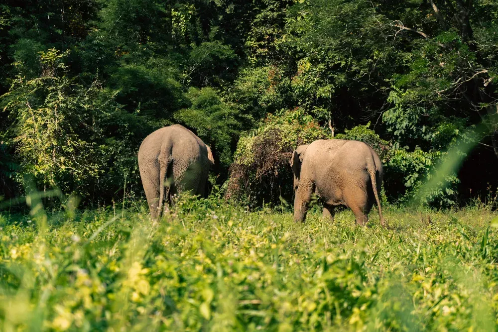 Dois elefantes estão caminhando por um campo gramado.