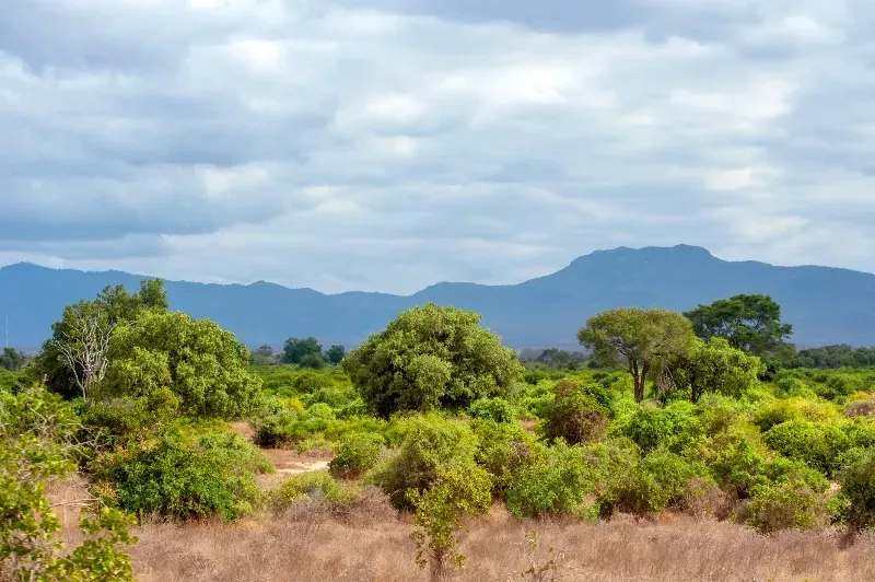 A lush green field with mountains in the background and trees in the foreground.