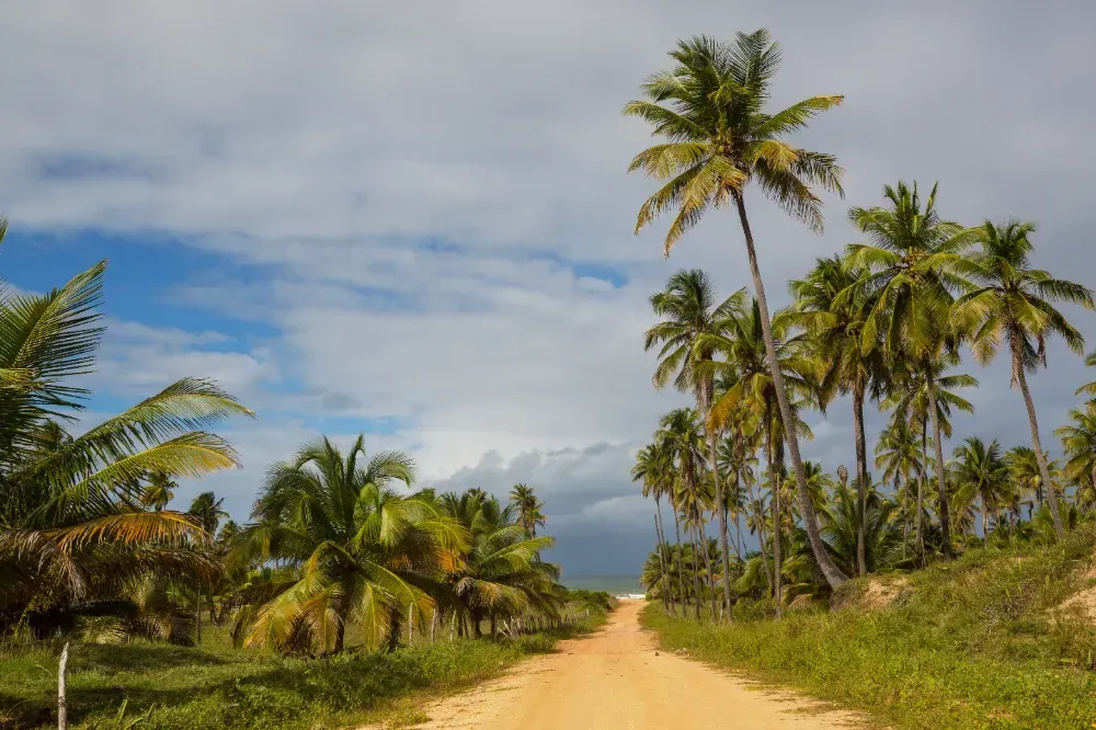 Uma estrada de terra cercada por palmeiras em um dia nublado.