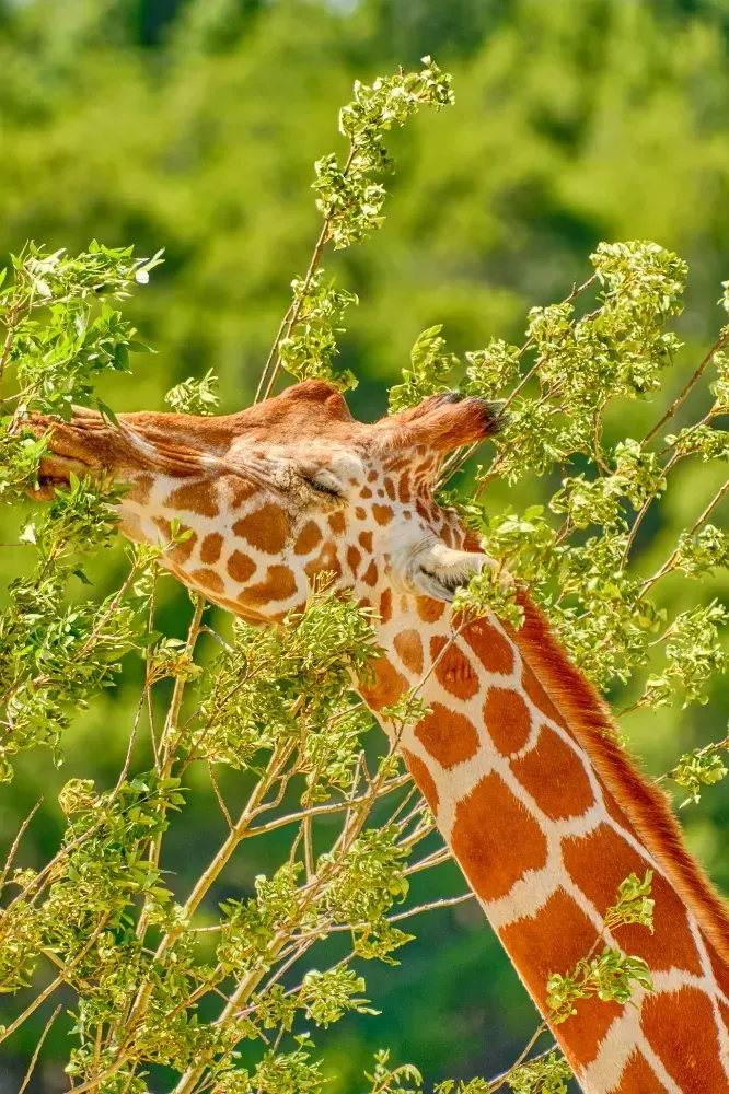 Uma girafa está comendo folhas de uma árvore.
