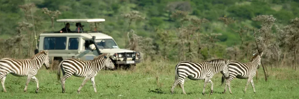 A group of zebras are walking in a field with a jeep in the background.