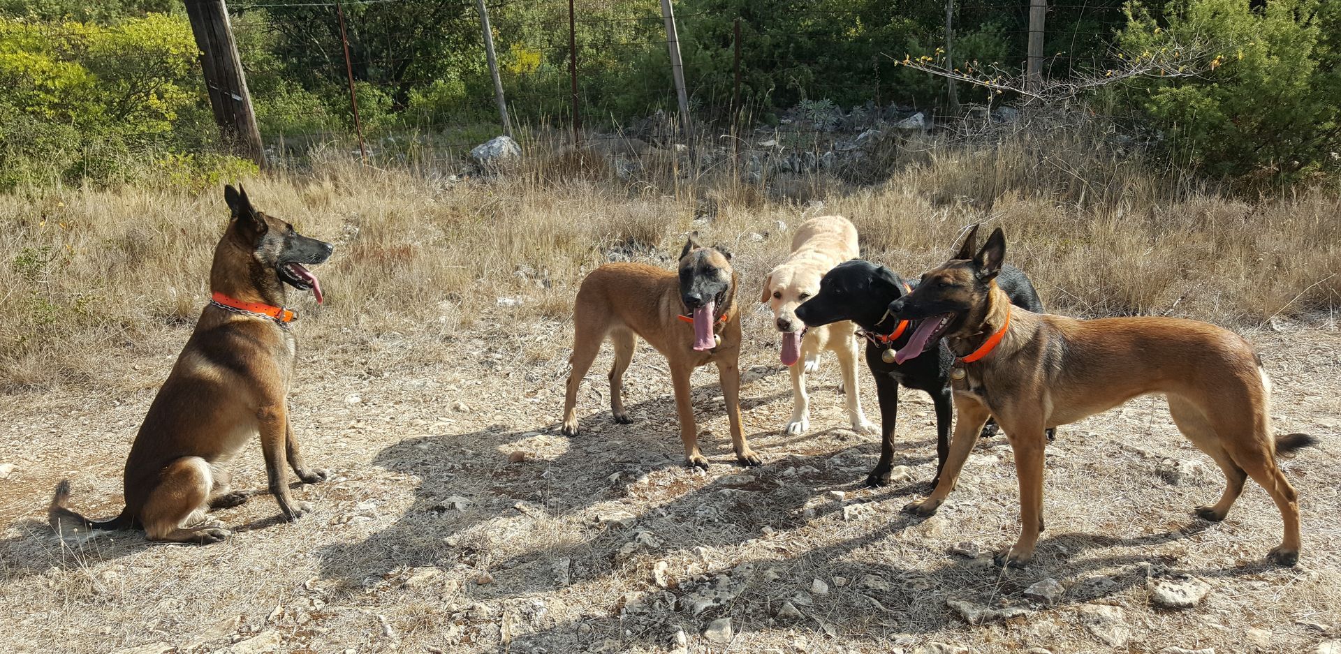 Cinq chiens de différentes races