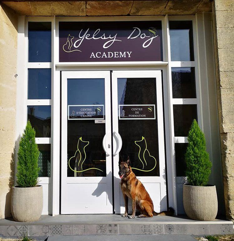 Malinois à l'entrée de Yelsy Dog Academy
