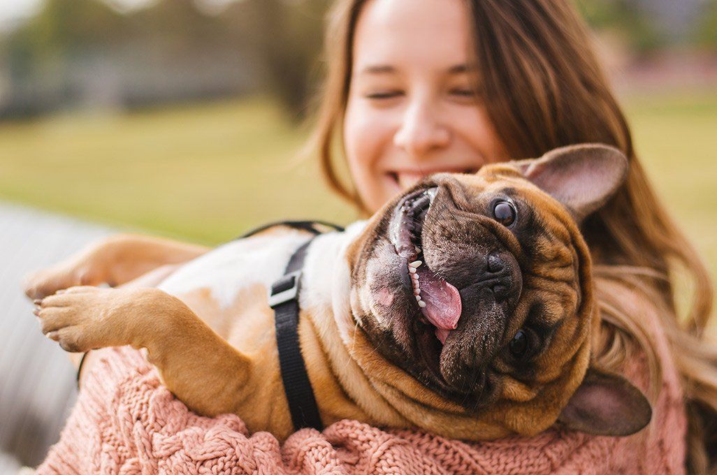 Grimace d'un bull dog français