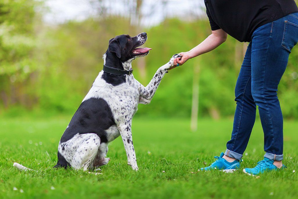 Un chien donnant la patte à un individu