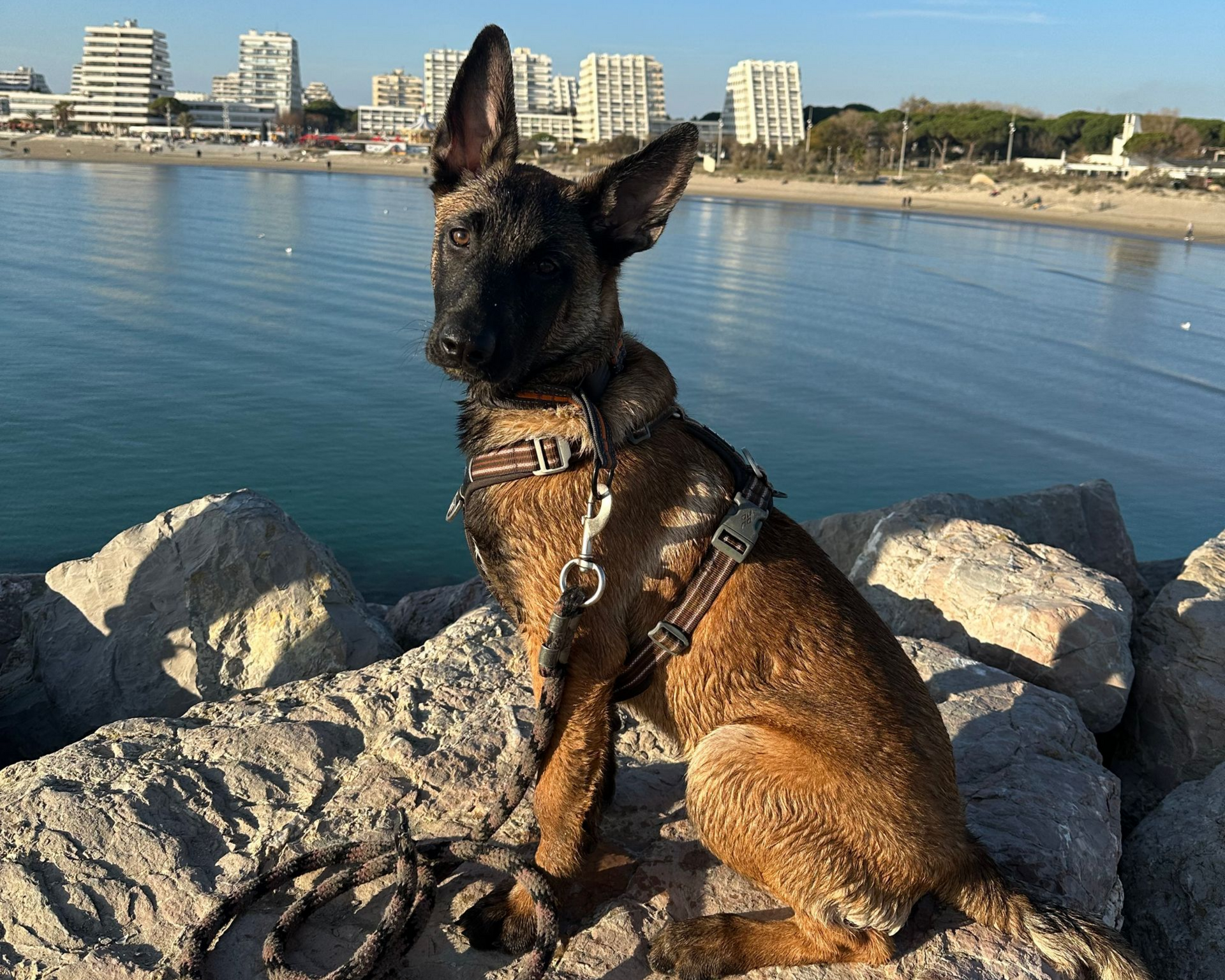 Jeune malinois sur des rochers au bord de l'eau