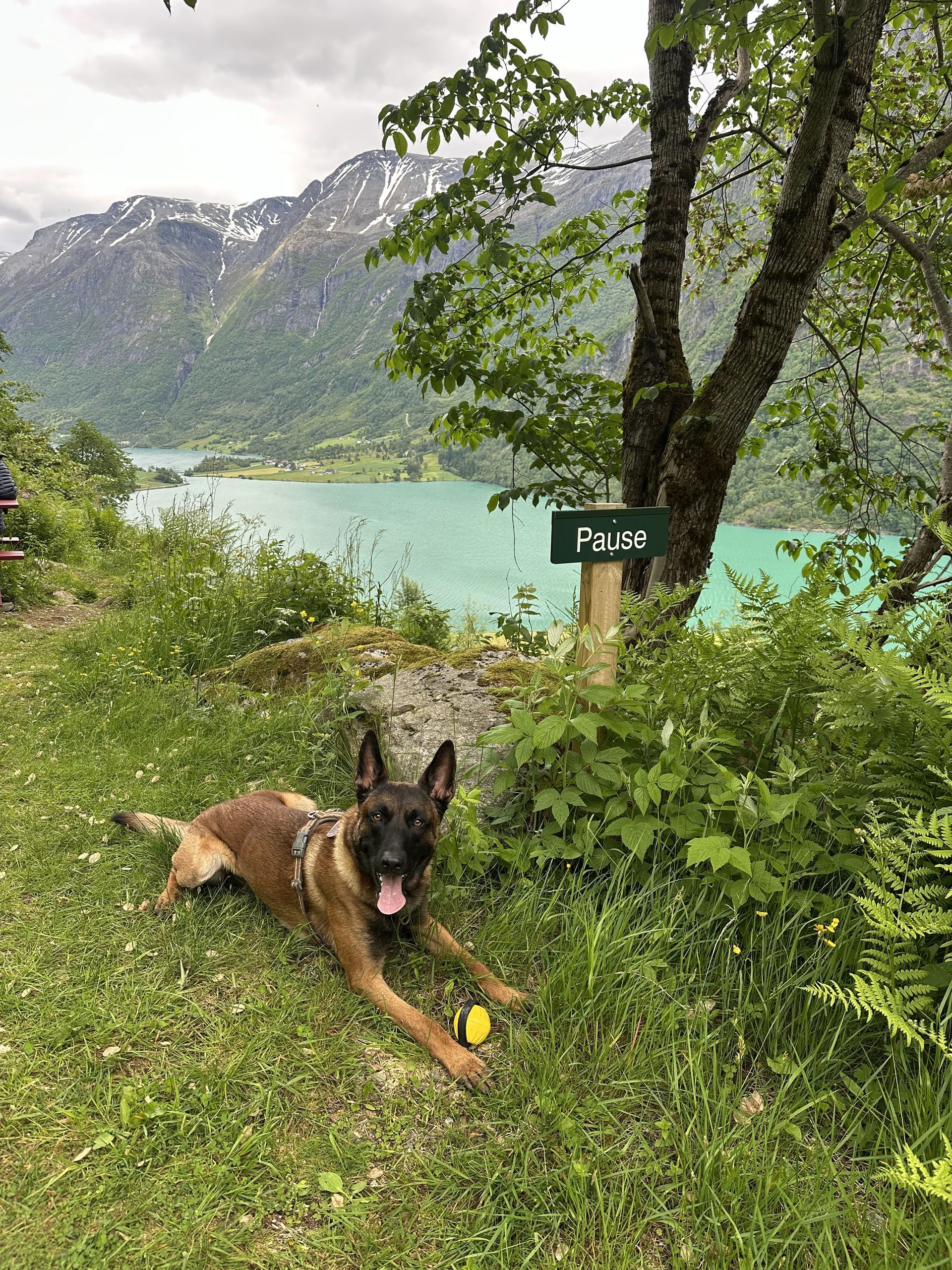 Femme avec son chien dans la nature