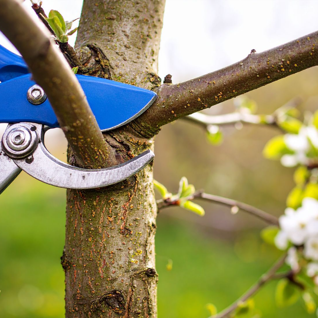 Un sécateur bleu coupe une branche d'un arbre à fleurs blanches dans un jardin.