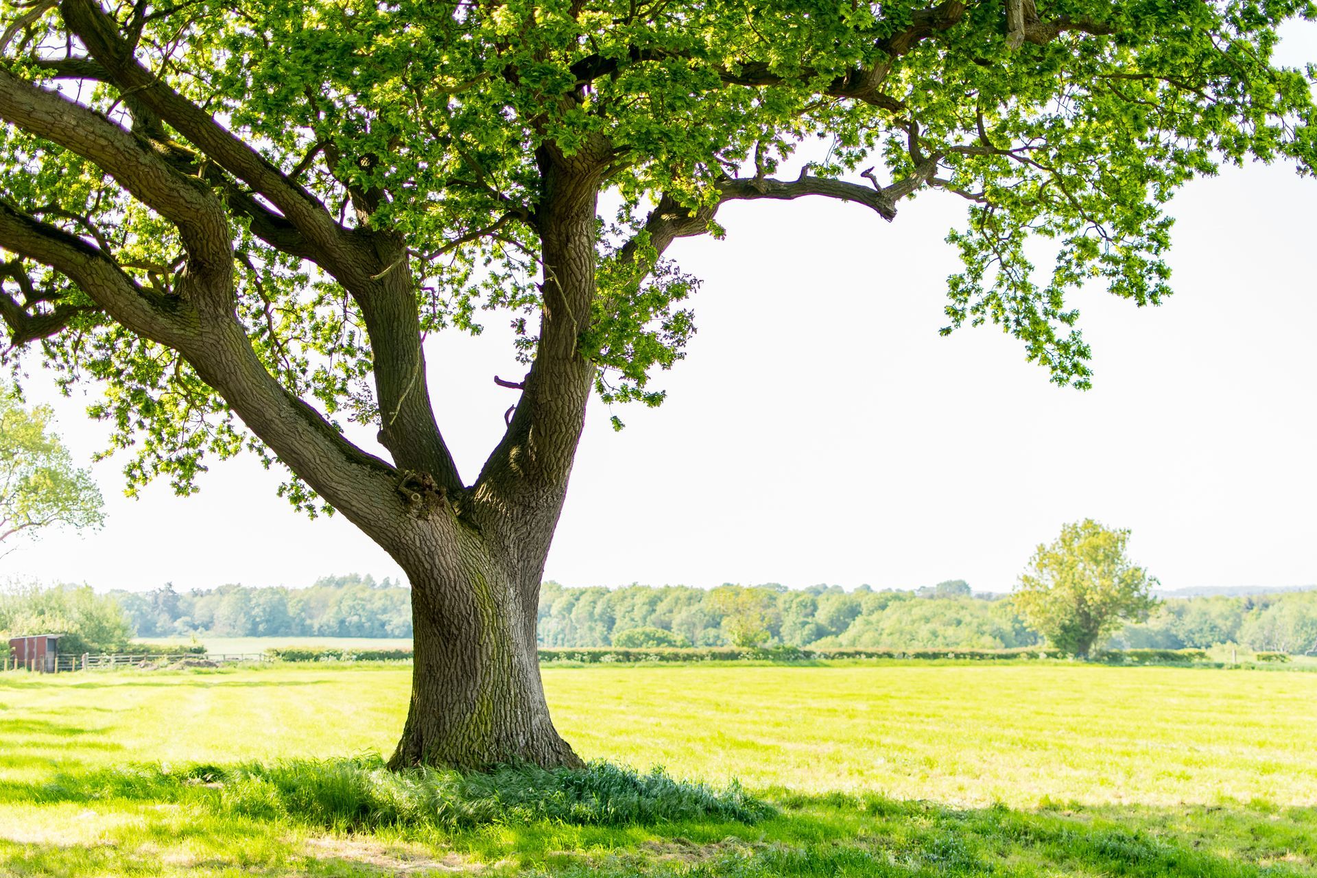Un grand arbre feuillu se dresse dans un champ verdoyant et ensoleillé, avec une ligne d'arbres au loin sous un ciel lumineux.