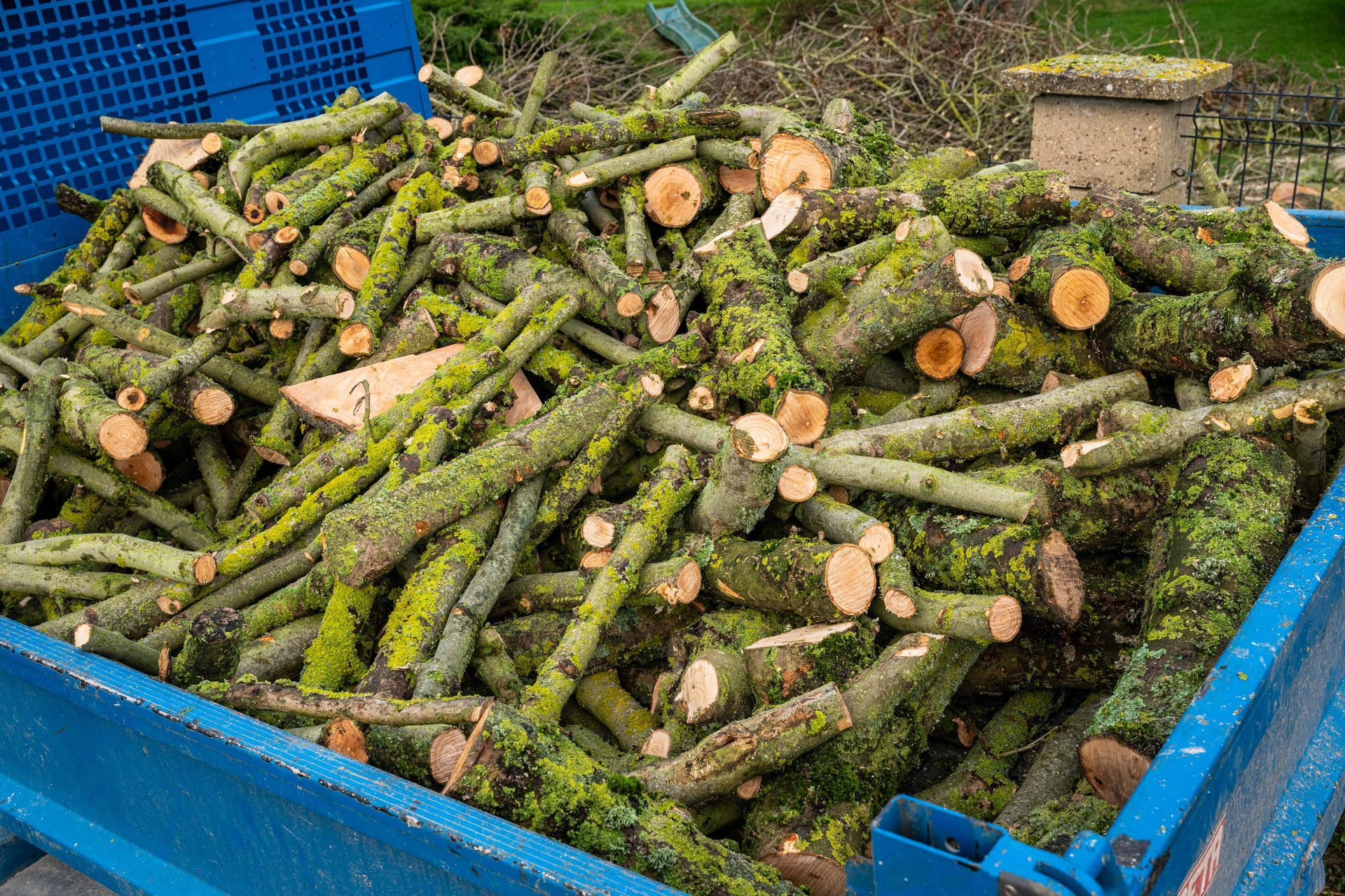Une remorque bleue remplie de branches et de troncs d'arbres fraîchement coupés et couverts de mousse.