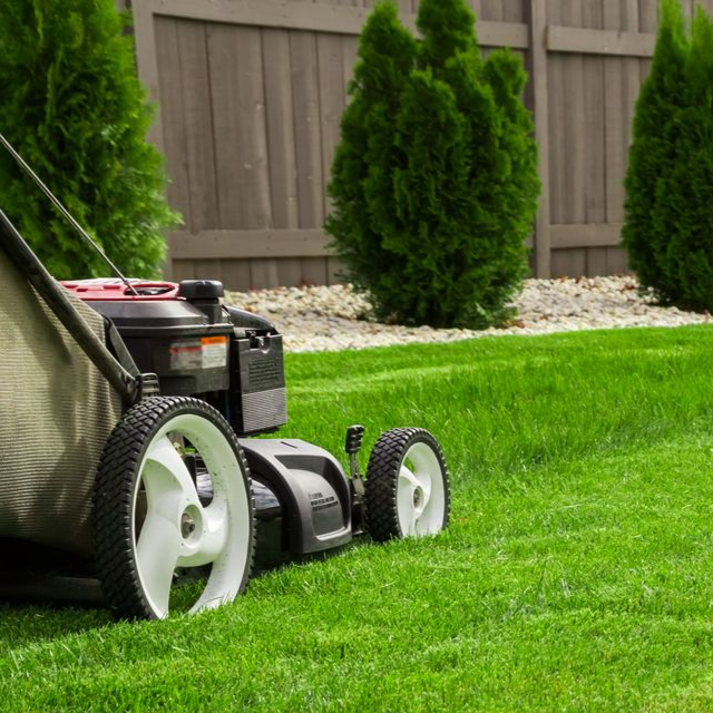 Une tondeuse à gazon est posée sur une pelouse verte fraîchement coupée, devant des arbustes à feuilles persistantes et une clôture en bois.