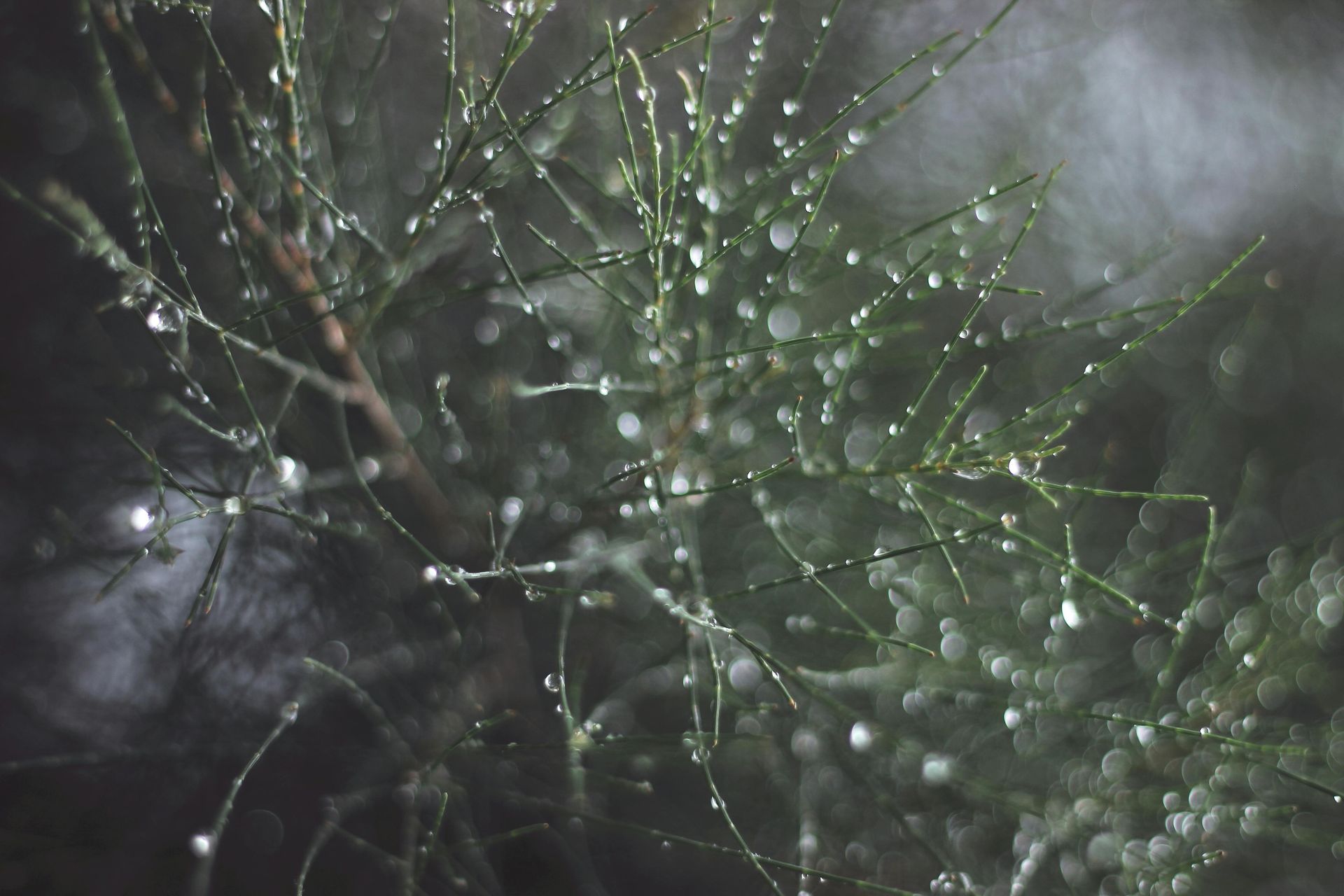 Rain in the forest
