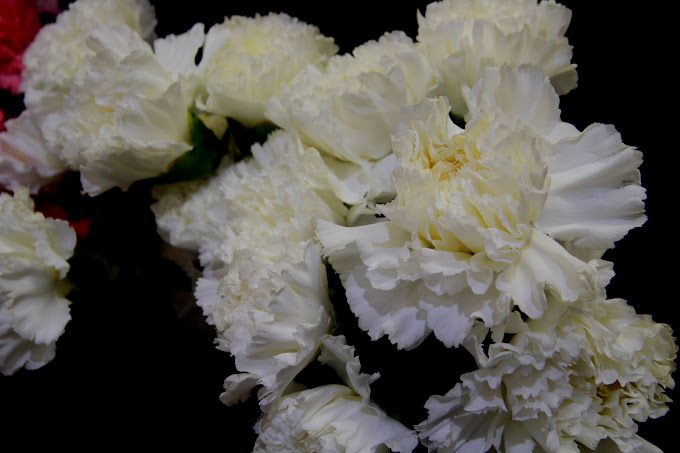 Un ramo de claveles blancos sobre un fondo negro