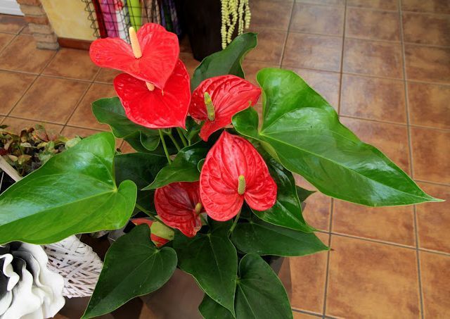 Una planta en maceta con flores rojas y hojas verdes está sentada sobre un piso de baldosas.