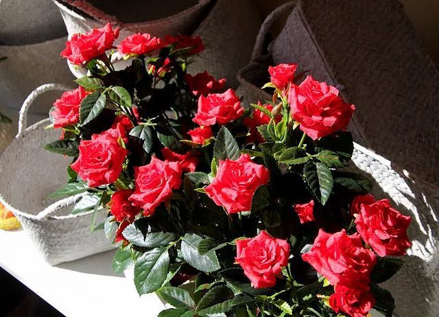 Un ramo de rosas rojas en una canasta sobre una mesa