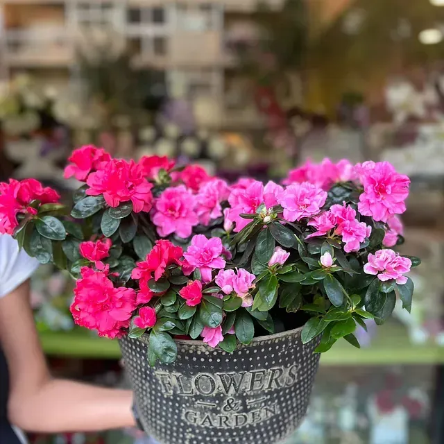 Una persona sostiene una planta en maceta con flores rosas.