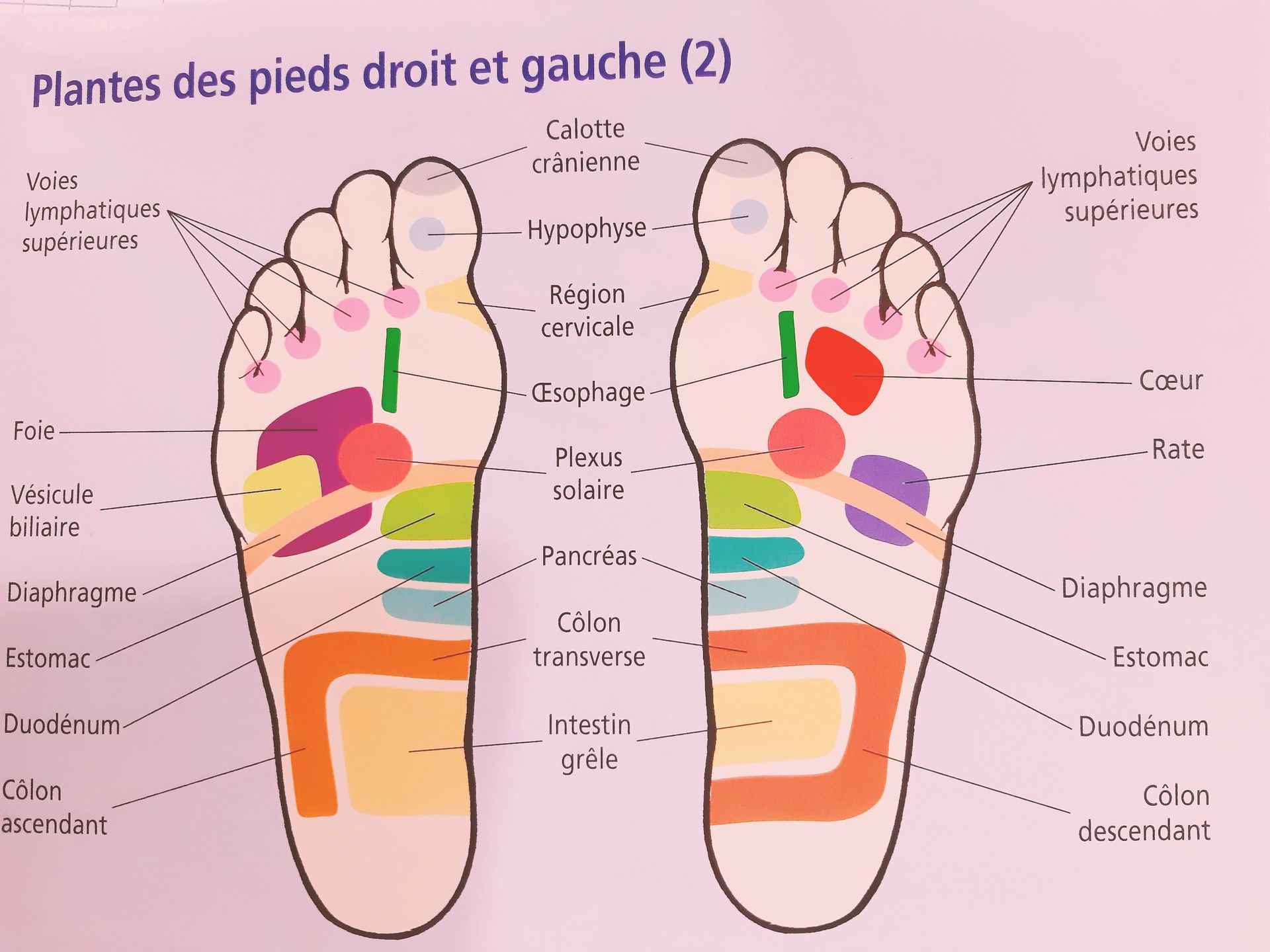 Schéma correspondance zone plante des pieds et zones corporelles