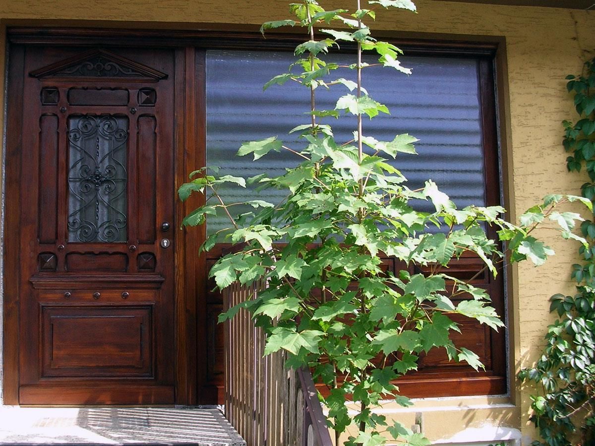 Ein Baum wächst vor einer Holztür