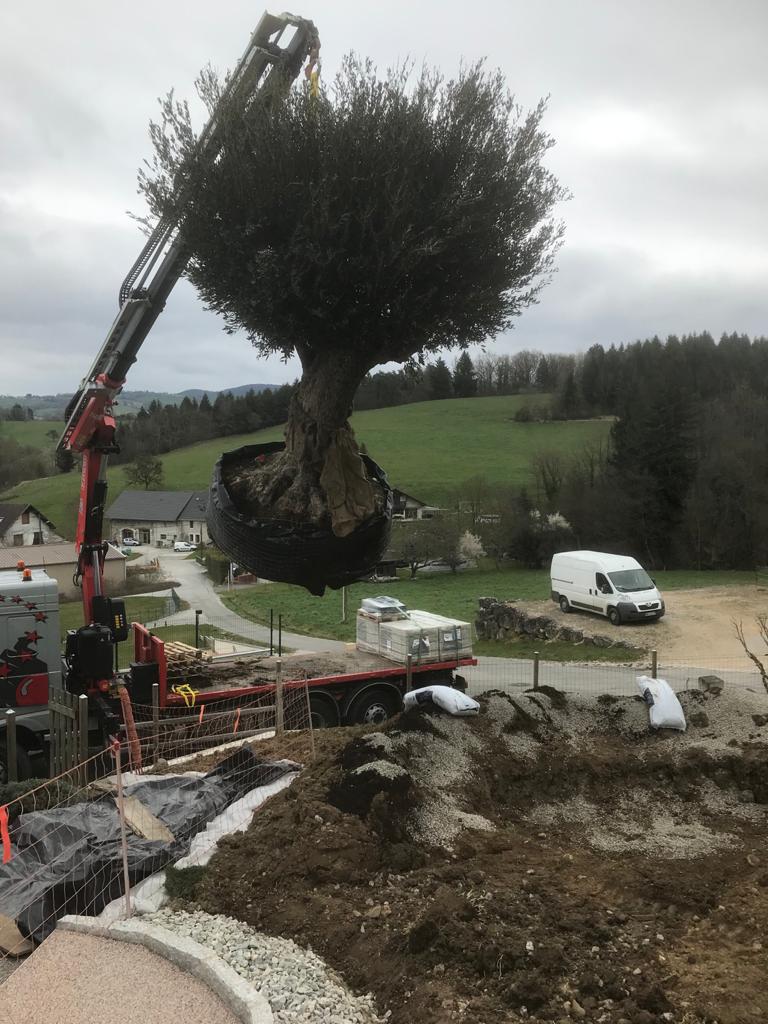 Plantation d'un grand arbre