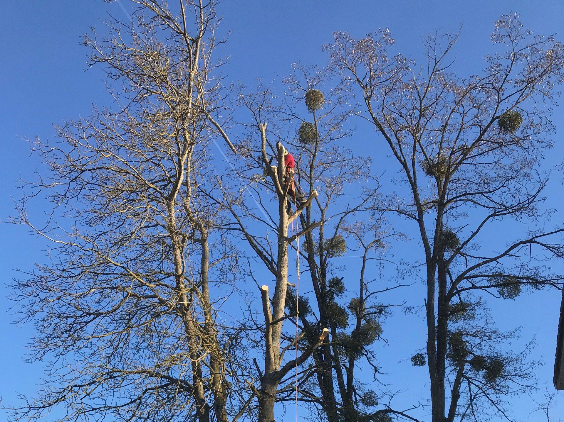 Élagueur-grimpeur sur un grand arbre 
