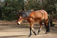 New Forest pony grazing