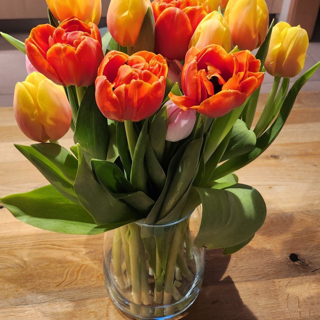 Tulpen