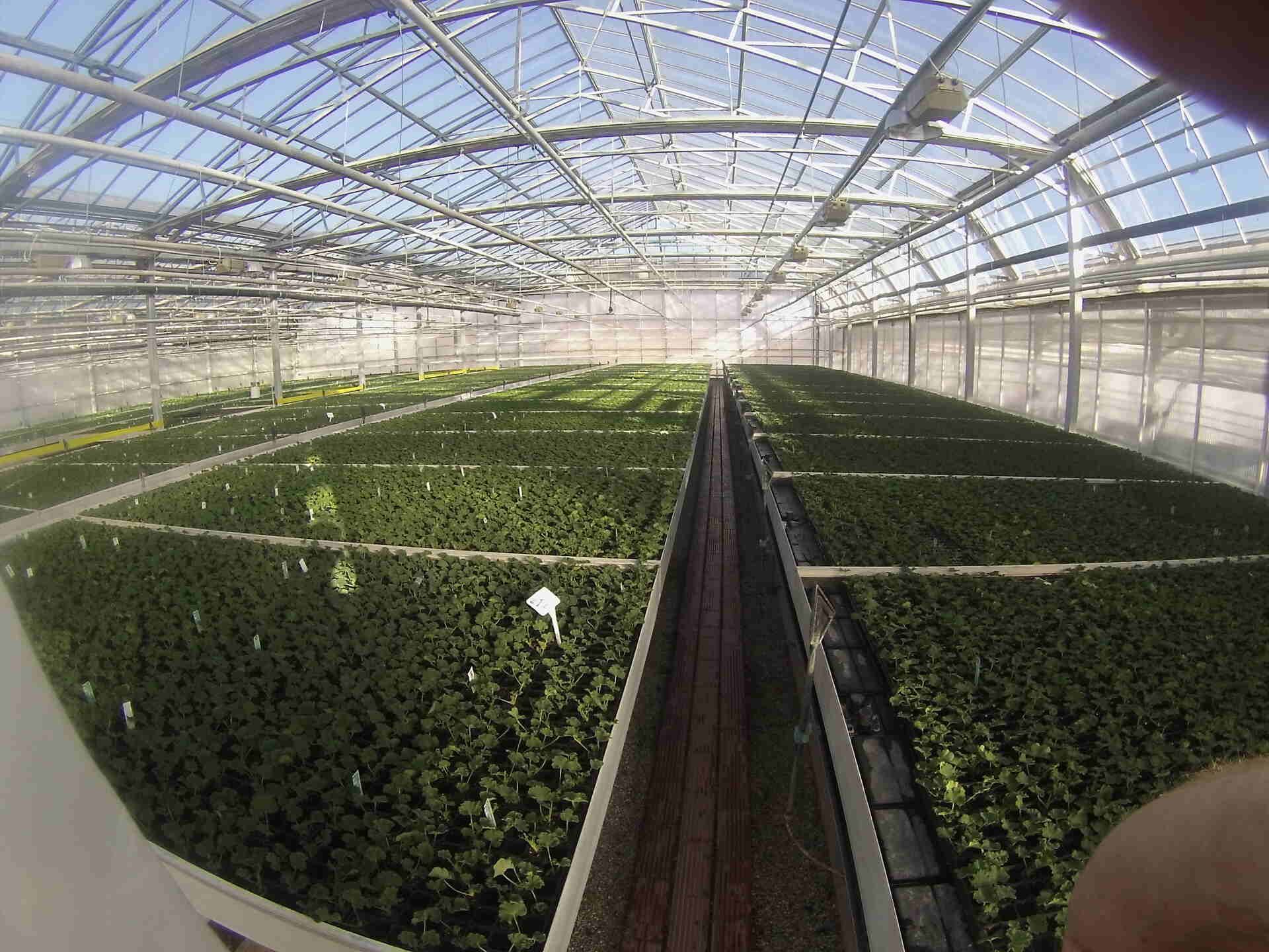 Un bouquet de fleurs pousse devant une serre.