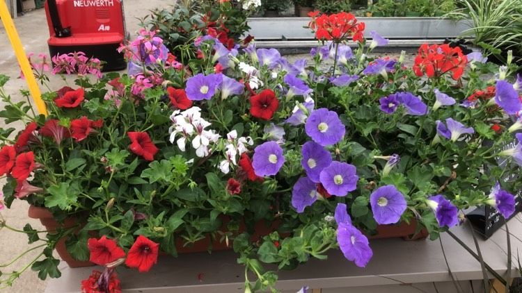Un bouquet de fleurs est posé sur une table.