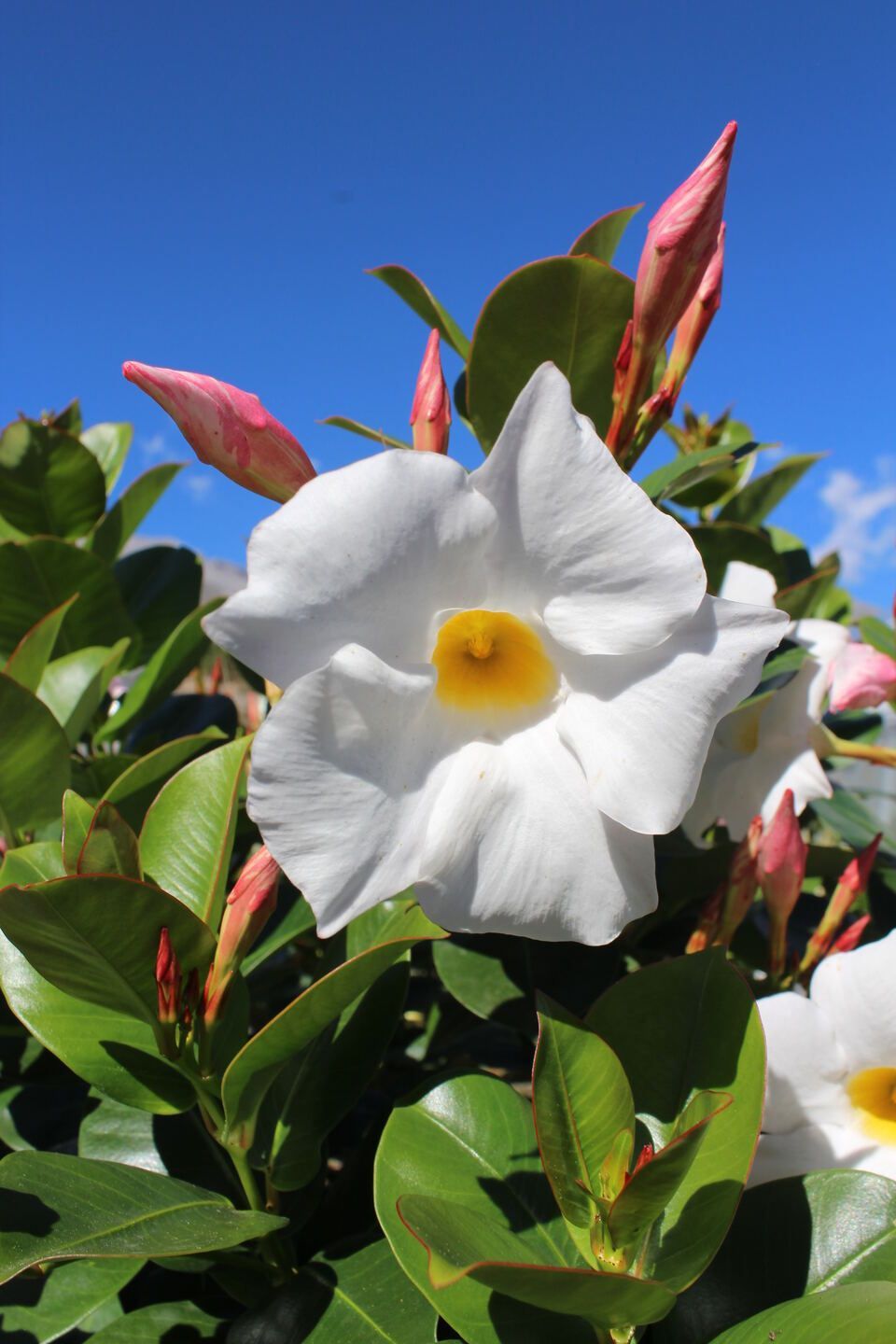 Un gros plan d'une fleur blanche avec un centre jaune