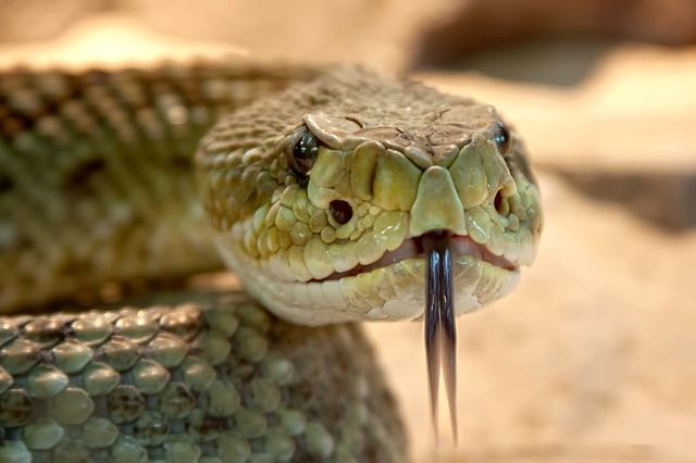 la mordedura de una serpiente de cascabel matará a un perro