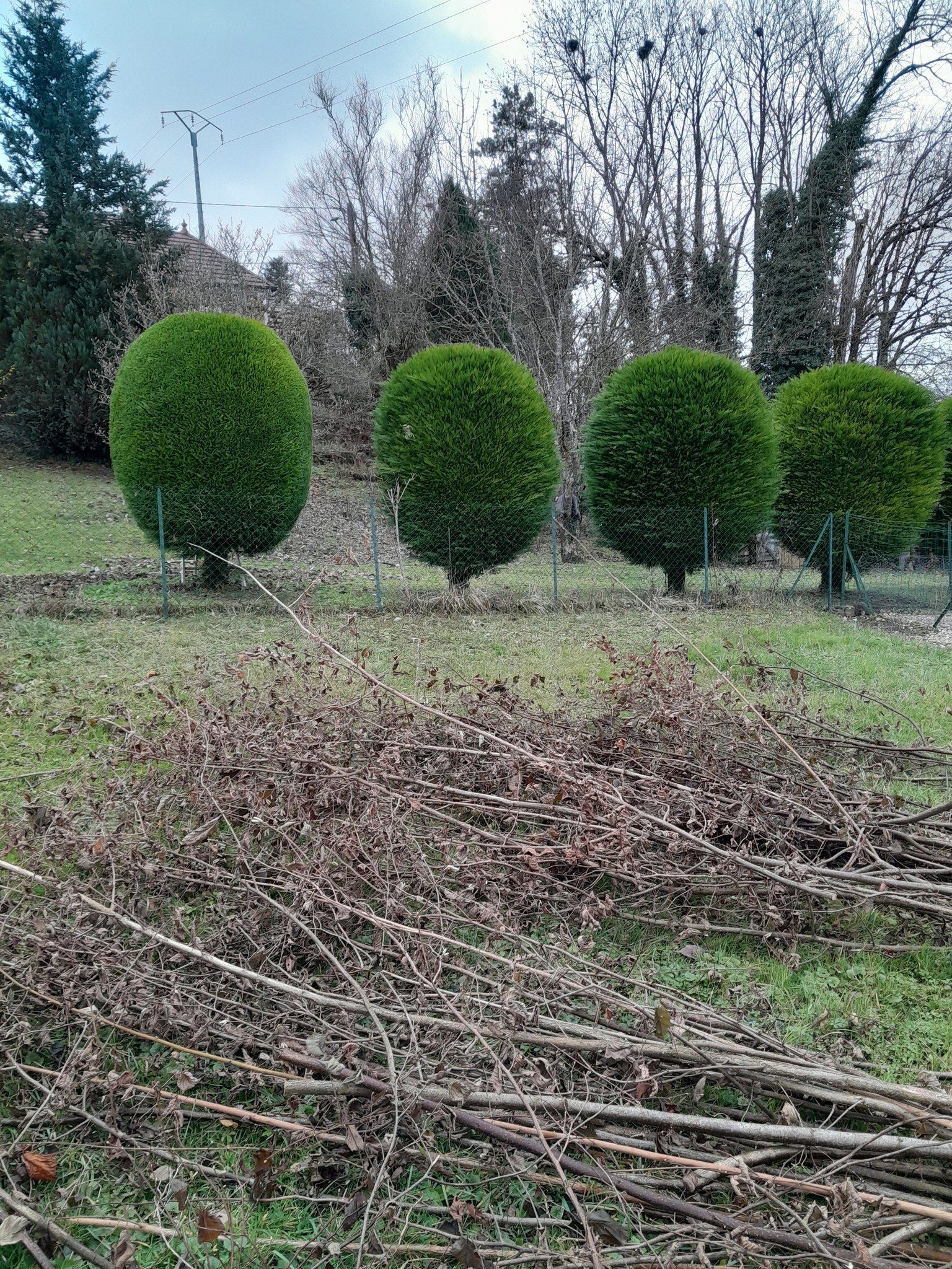 Taille d'arbres