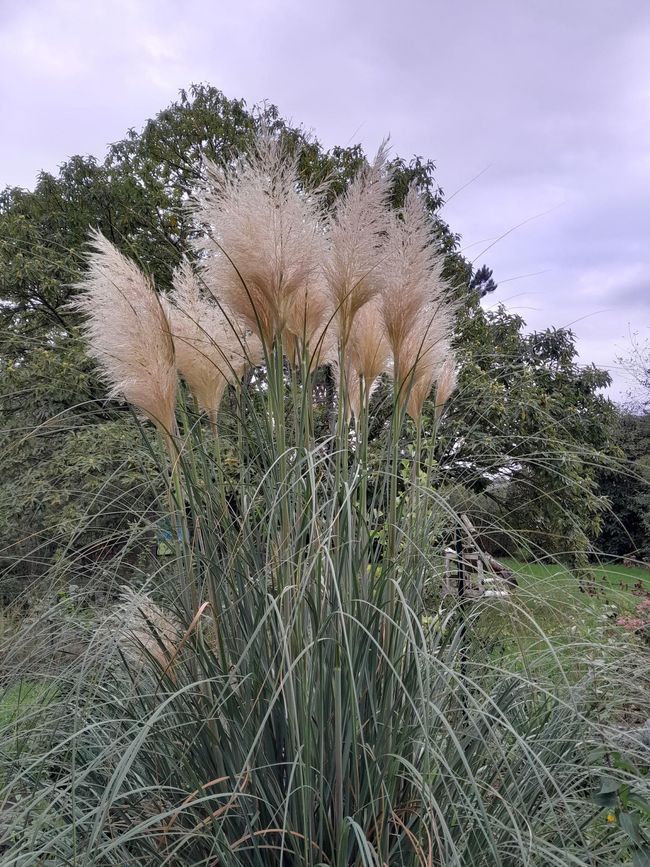 Herbe de pampa