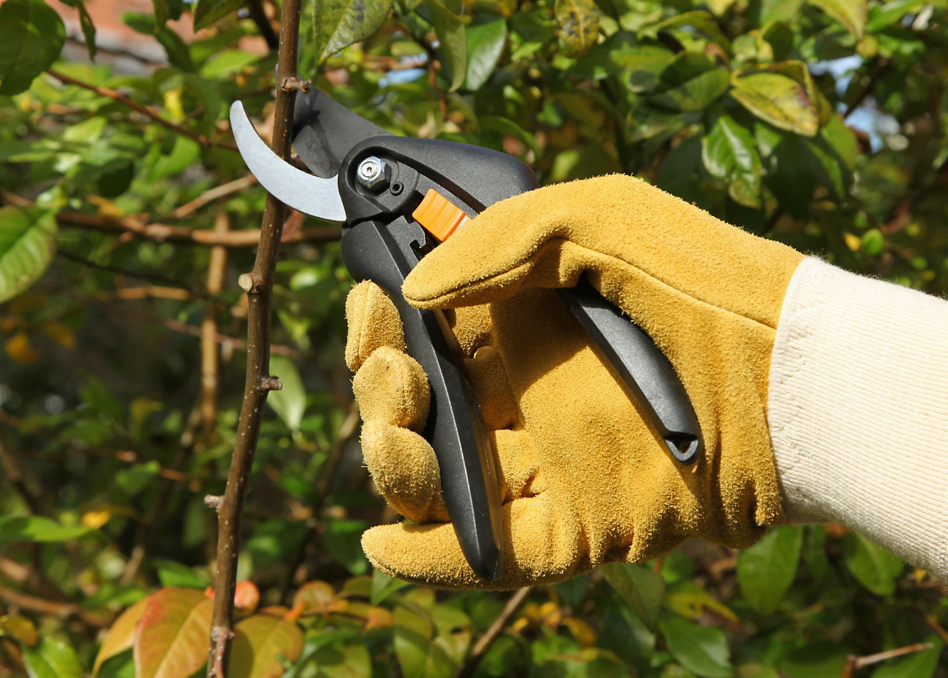 Jardinier avec un sécateur