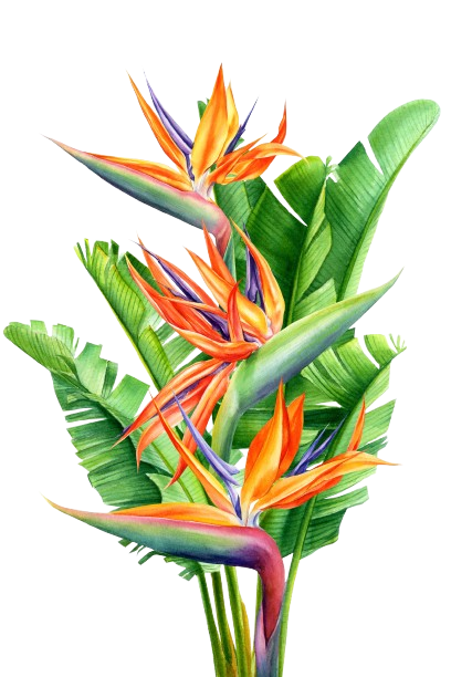 Oiseau de paradis