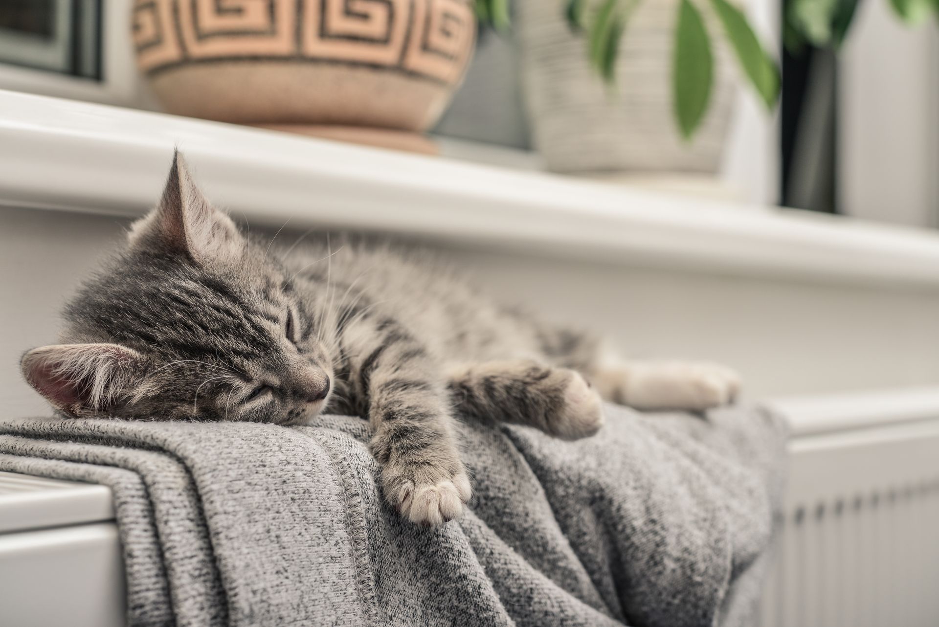 Chaton gris dormant sur un radiateur