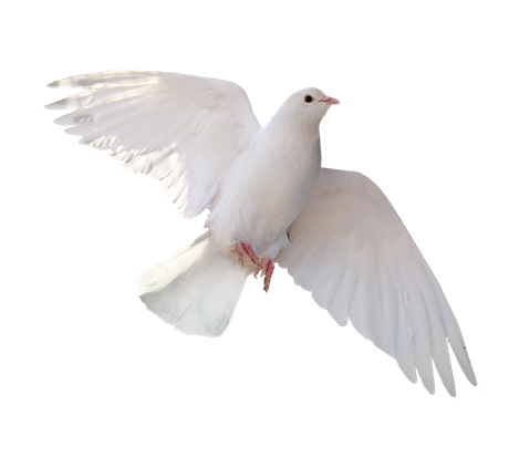 Colombe blanche en vol, ailes déployées.