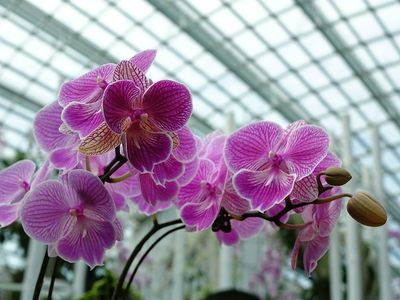 Espace Fleurs - Artisan fleuriste à Froissy - Orchidées