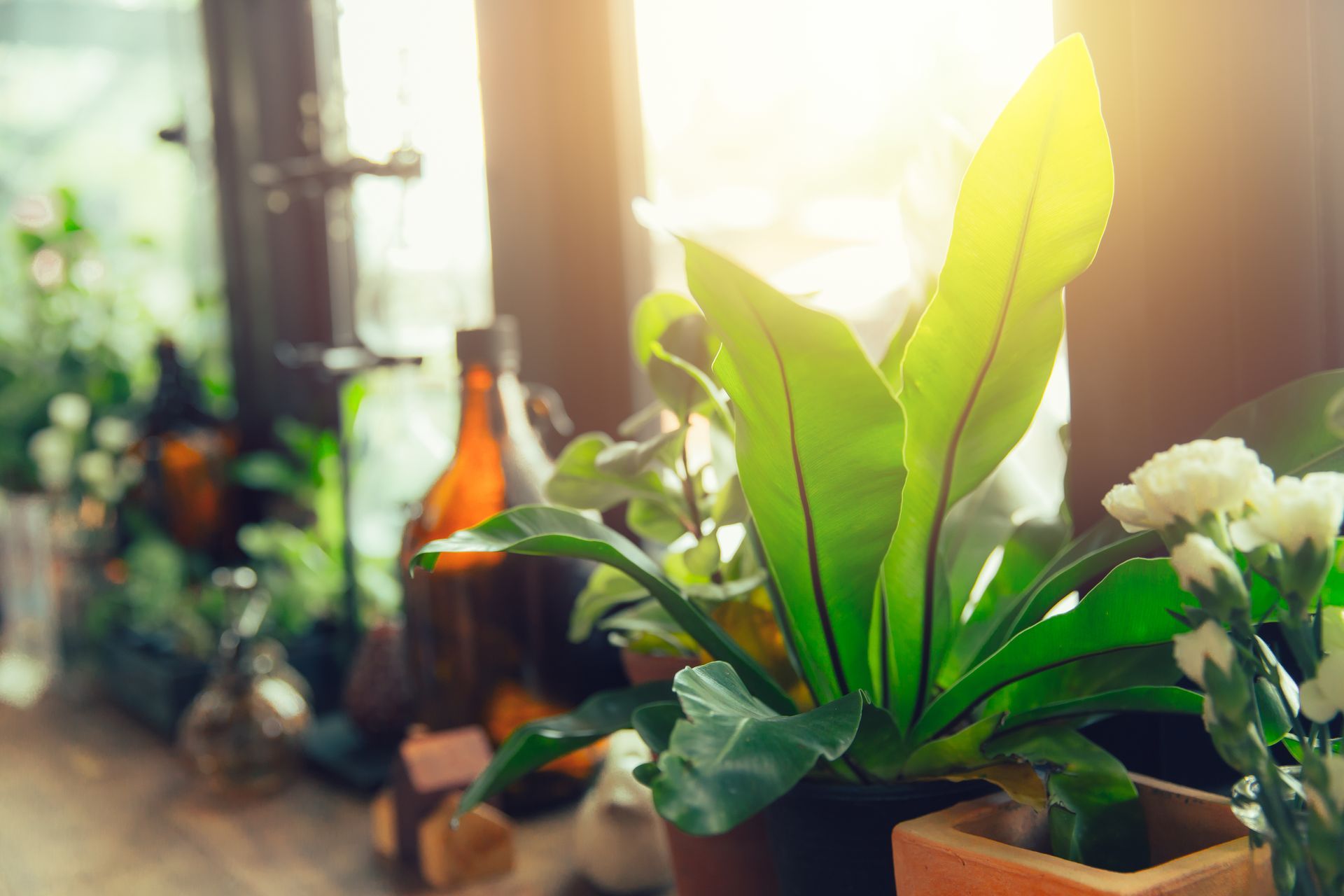 Une plante d'intérieur