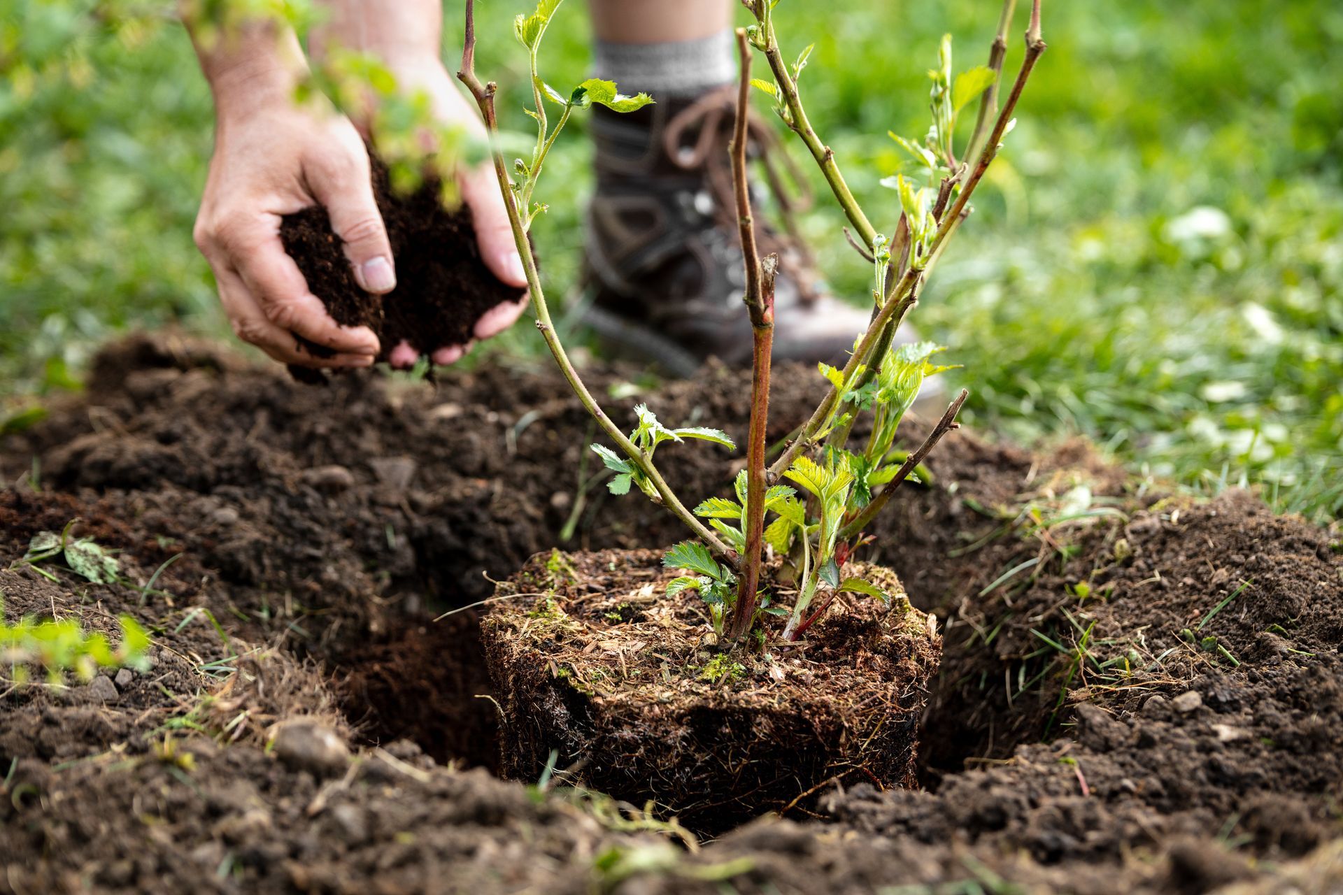 Plantation d'un arbre