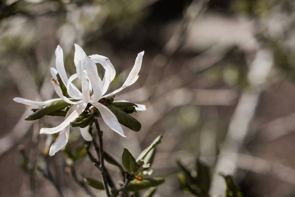 Weisse Magnolie