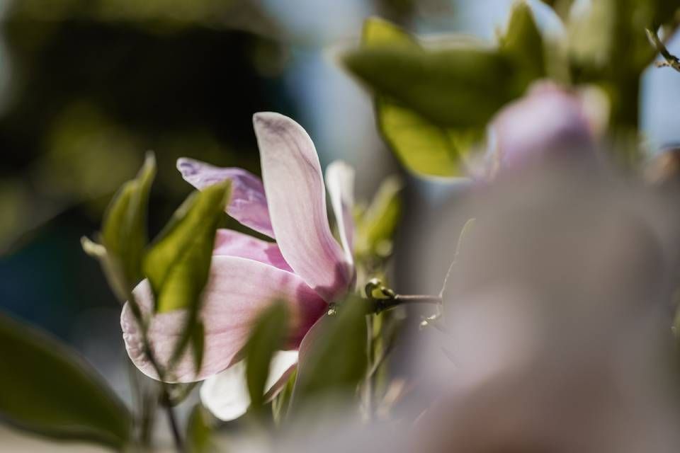 Rosafarbene Magnolie