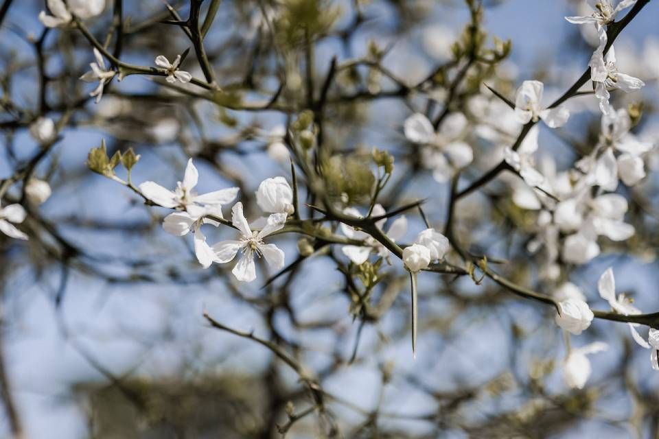 Strauch mit weissen Blüten