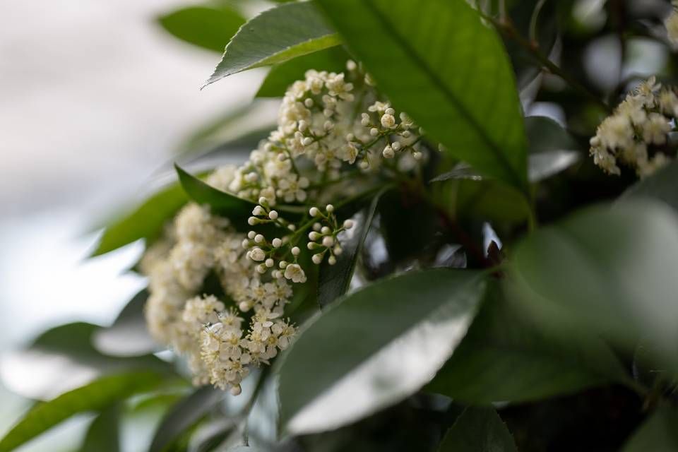 Eine Nahaufnahme einer Pflanze mit weissen Blüten und grünen Blättern