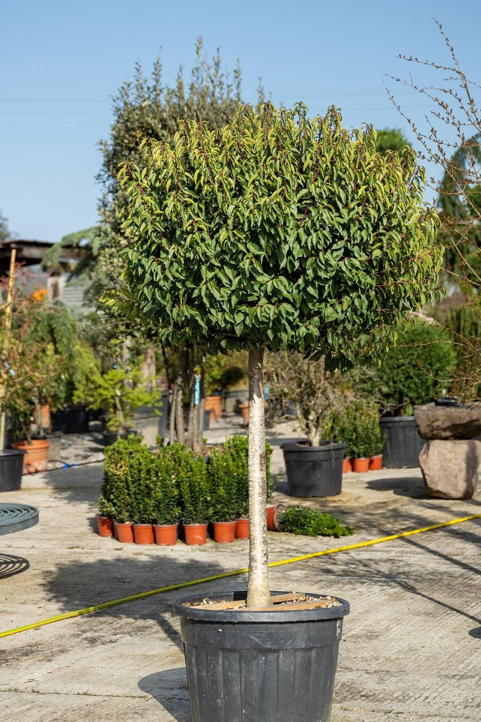 Ein grosser Baum in einem schwarzen Topf