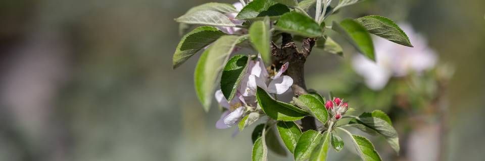 Eine Nahaufnahme einer Blume auf einem Ast.