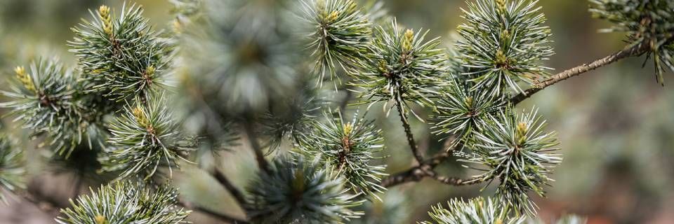 Kiefernadeln