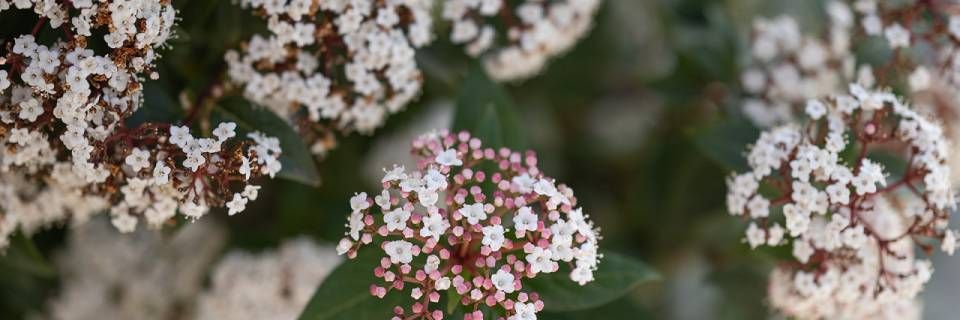 Eine Nahaufnahme eines Busches mit weissen und rosa Blüten und grünen Blättern.