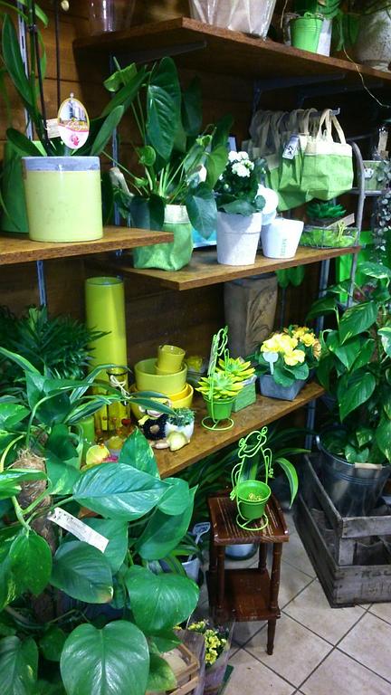 Des plantes en pot aux couleurs acidulées