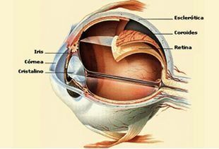 Un diagrama del interior de un ojo humano